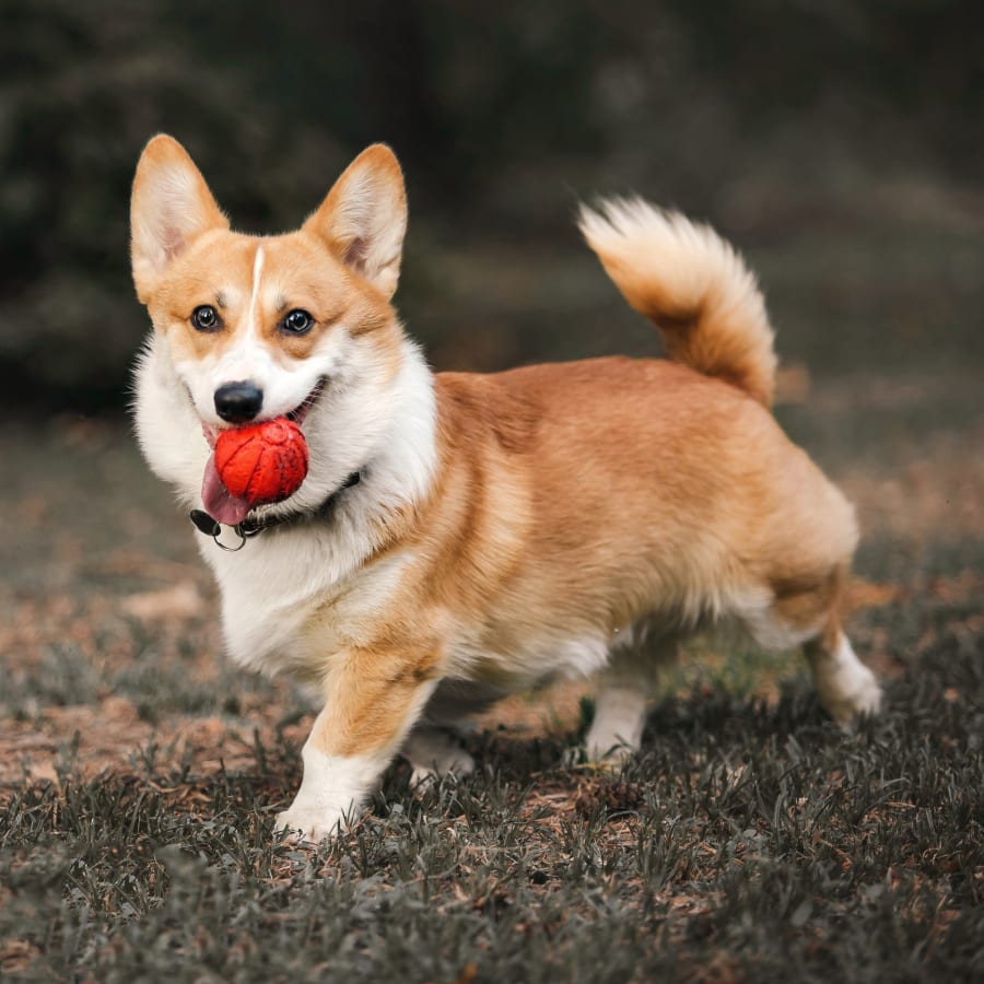 Dog dental care in Enterprise