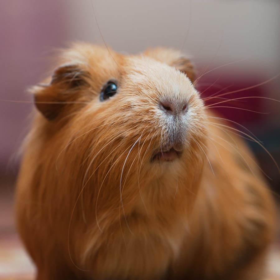 Exotic Pet Services, Enterprise Veterinarians