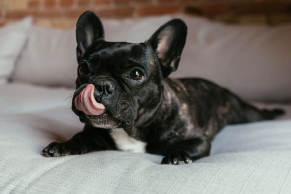 West Gate Veterinary Hospital, Enterprise