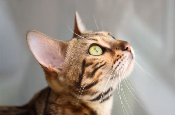 West Gate Veterinary Hospital, Enterprise