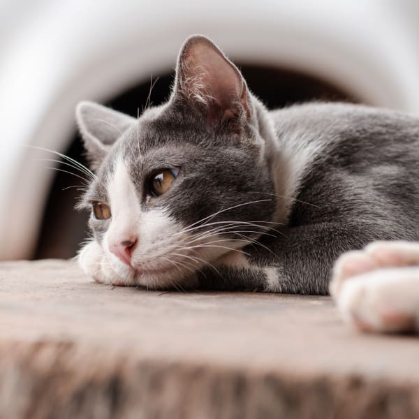 In-House Diagnostics