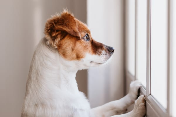 Pet care at West Gate Veterinary Hospital, Enterprise