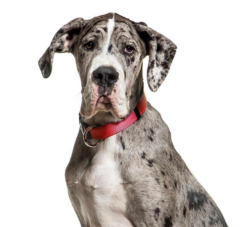 Giant Dogs, West Gate Veterinary Hospital